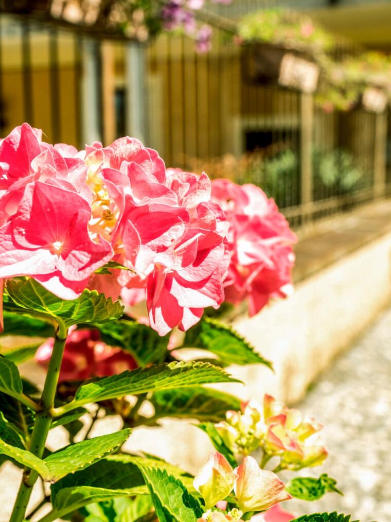 O:28:"craft\elements\db\AssetQuery":97:{s:27:" yii\base\Component _events";a:0:{}s:35:" yii\base\Component _eventWildcards";a:0:{}s:30:" yii\base\Component _behaviors";a:1:{s:12:"customFields";O:35:"craft\behaviors\CustomFieldBehavior":66:{s:5:"owner";r:1;s:34:" yii\base\Behavior _attachedEvents";a:0:{}s:10:"hasMethods";b:1;s:16:"canSetProperties";b:1;s:3:"seo";N;s:13:"analyticsCode";N;s:7:"favicon";N;s:4:"logo";N;s:9:"logoEmail";N;s:13:"pieFooterLeft";N;s:8:"textItem";N;s:14:"pieFooterRight";N;s:10:"singleItem";N;s:11:"footerImage";N;s:14:"contentiFooter";N;s:11:"contentItem";N;s:9:"titleItem";N;s:7:"socials";N;s:9:"socialUrl";N;s:4:"icon";N;s:14:"headerContacst";N;s:7:"urlItem";N;s:9:"heroImage";N;s:14:"flexibleBlocks";N;s:4:"text";N;s:16:"secondColumnText";N;s:9:"fullImage";N;s:6:"slider";N;s:10:"imageSlide";N;s:10:"numberRoom";N;s:8:"urlSlide";N;s:10:"titleSlide";N;s:3:"cta";N;s:5:"image";N;s:10:"roomPrices";N;s:14:"priceLowSeason";N;s:16:"priceHightSeason";N;s:9:"titleRoom";N;s:15:"descriptionRoom";N;s:14:"sigleRoomPrice";N;s:15:"doubleRoomPrice";N;s:14:"threeRoomPrice";N;s:13:"fourRoomPrice";N;s:10:"titleBlock";N;s:13:"titleSubtitle";N;s:6:"images";N;s:6:"image2";N;s:7:"idBlock";N;s:16:"doubleRoomPrices";N;s:14:"treeRoomPrices";N;s:14:"fourRoomPrices";N;s:11:"pricesBlock";N;s:7:"persons";N;s:13:"featuredImage";N;s:3:"map";N;s:9:"formIntro";N;s:9:"formError";N;s:11:"formPrivacy";N;s:15:"headerExtraCode";N;s:15:"footerExtraCode";N;s:13:"paddingBottom";N;s:4:"hero";N;s:9:"videoFile";N;s:10:"videoImage";N;s:8:"seoMatic";N;s:55:" craft\behaviors\CustomFieldBehavior _customFieldValues";a:0:{}}}s:6:"select";a:1:{s:2:"**";s:2:"**";}s:12:"selectOption";N;s:8:"distinct";b:0;s:4:"from";N;s:7:"groupBy";N;s:4:"join";a:1:{i:0;a:3:{i:0;s:10:"INNER JOIN";i:1;a:1:{s:9:"relations";s:14:"{{%relations}}";}i:2;a:4:{i:0;s:3:"and";i:1;s:40:"[[relations.targetId]] = [[elements.id]]";i:2;a:2:{s:18:"relations.sourceId";i:695;s:17:"relations.fieldId";s:2:"34";}i:3;a:3:{i:0;s:2:"or";i:1;a:1:{s:22:"relations.sourceSiteId";N;}i:2;a:1:{s:22:"relations.sourceSiteId";i:3;}}}}}s:6:"having";N;s:5:"union";N;s:11:"withQueries";N;s:6:"params";a:0:{}s:18:"queryCacheDuration";N;s:20:"queryCacheDependency";N;s:5:"where";N;s:5:"limit";i:1;s:6:"offset";N;s:7:"orderBy";a:1:{s:19:"relations.sortOrder";i:4;}s:7:"indexBy";N;s:16:"emulateExecution";b:0;s:11:"elementType";s:20:"craft\elements\Asset";s:5:"query";N;s:8:"subQuery";N;s:12:"contentTable";s:12:"{{%content}}";s:12:"customFields";N;s:9:"inReverse";b:0;s:7:"asArray";b:0;s:18:"ignorePlaceholders";b:0;s:6:"drafts";b:0;s:17:"provisionalDrafts";b:0;s:7:"draftId";N;s:7:"draftOf";N;s:12:"draftCreator";N;s:15:"savedDraftsOnly";b:0;s:9:"revisions";b:0;s:10:"revisionId";N;s:10:"revisionOf";N;s:15:"revisionCreator";N;s:2:"id";N;s:3:"uid";N;s:14:"siteSettingsId";N;s:10:"fixedOrder";b:0;s:6:"status";a:1:{i:0;s:7:"enabled";}s:8:"archived";b:0;s:7:"trashed";b:0;s:11:"dateCreated";N;s:11:"dateUpdated";N;s:6:"siteId";i:3;s:6:"unique";b:0;s:11:"preferSites";N;s:6:"leaves";b:0;s:9:"relatedTo";N;s:5:"title";N;s:4:"slug";N;s:3:"uri";N;s:6:"search";N;s:3:"ref";N;s:4:"with";N;s:16:"withCustomFields";b:1;s:13:"withStructure";N;s:11:"structureId";N;s:5:"level";N;s:14:"hasDescendants";N;s:10:"ancestorOf";N;s:12:"ancestorDist";N;s:12:"descendantOf";N;s:14:"descendantDist";N;s:9:"siblingOf";N;s:13:"prevSiblingOf";N;s:13:"nextSiblingOf";N;s:16:"positionedBefore";N;s:15:"positionedAfter";N;s:17:" * defaultOrderBy";a:2:{s:20:"elements.dateCreated";i:3;s:11:"elements.id";i:3;}s:53:" craft\elements\db\ElementQuery _placeholderCondition";N;s:51:" craft\elements\db\ElementQuery _placeholderSiteIds";N;s:39:" craft\elements\db\ElementQuery _result";N;s:47:" craft\elements\db\ElementQuery _resultCriteria";N;s:46:" craft\elements\db\ElementQuery _searchResults";N;s:42:" craft\elements\db\ElementQuery _cacheTags";N;s:42:" craft\elements\db\ElementQuery _columnMap";a:0:{}s:51:" craft\elements\db\ElementQuery _joinedElementTable";b:0;s:8:"editable";N;s:7:"savable";N;s:8:"volumeId";N;s:8:"folderId";N;s:10:"uploaderId";N;s:8:"filename";N;s:4:"kind";N;s:6:"hasAlt";b:1;s:5:"width";N;s:6:"height";N;s:4:"size";N;s:12:"dateModified";N;s:17:"includeSubfolders";b:0;s:10:"folderPath";N;s:14:"withTransforms";N;}